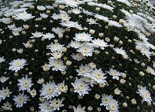 white Chrysanthemum flowers during daytime