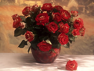red rose arrangement in pot HD wallpaper