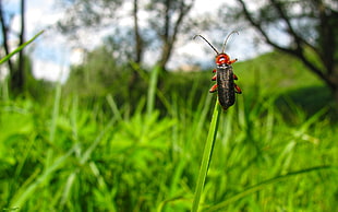 red and black blister beetle on green leaf plant during daytime