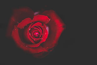 red rose, Rose, Bud, Red HD wallpaper