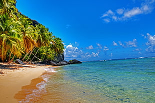 coconut trees, beach, landscape, palm trees, tropical