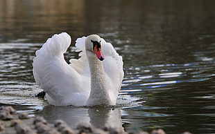 white swan on water HD wallpaper