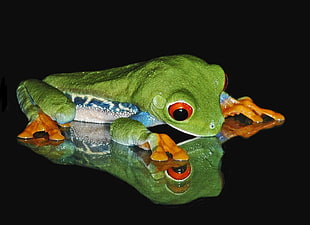 green and orange tree frog