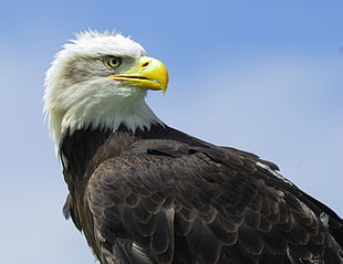 bald eagle, eagle heights HD wallpaper