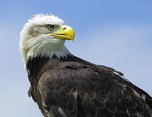 bald eagle, eagle heights