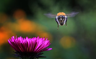 orange and white bumblebee hovering over pink petaled flower