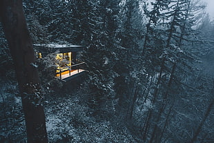 lighted cabin in the woods during daytime
