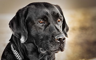 selective focus photography of adult black Labrador Retriever
