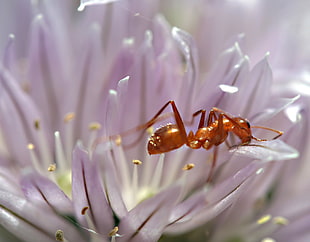 macro photography of Fire Ant on purple petaled flower