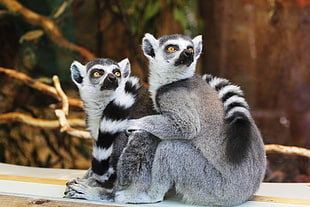 two white-and-black lemurs near each other HD wallpaper