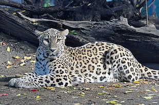 white and brown cheetah lying on sand