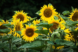 sunflower field HD wallpaper