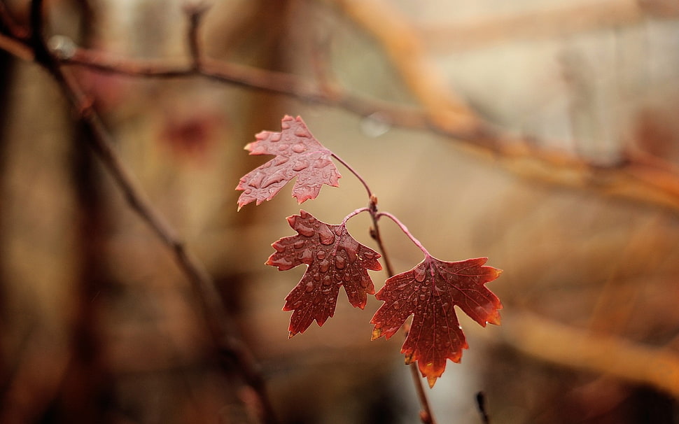 red maple leaf selective photography HD wallpaper
