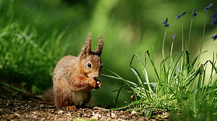 brown squirrel beside green grass