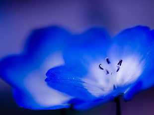 closeup photo of white and blue petaled flower
