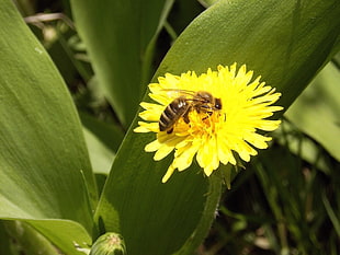close-up photography Honeybee on yellow petaled flower during daytime