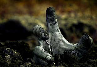 person's hand, photography, hands, zombies, macro HD wallpaper