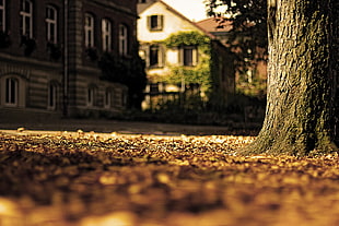 macro photography of ground near tree HD wallpaper