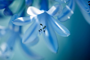 blue 6-petal flower in close-up photography HD wallpaper