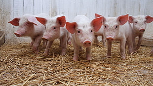 five piglets HD wallpaper