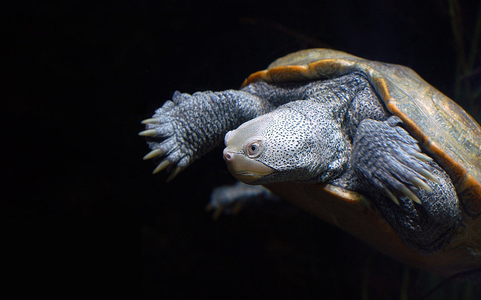 Turtle in close up photography HD wallpaper