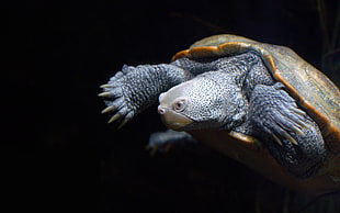 Turtle in close up photography