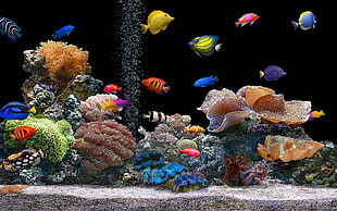 blue, yellow and white fishes underwater HD wallpaper
