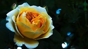 yellow-and-white petal flower, Rose, Bud, Petals