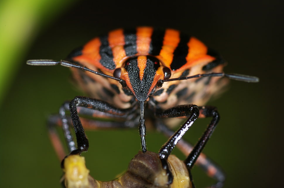 red and black insect in close-up photography, striped, shield bug HD wallpaper