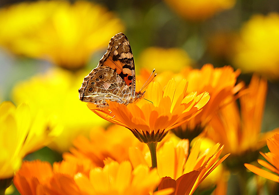painted lady butterfly perched on orange flower HD wallpaper
