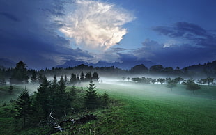 green leaf trees, mist, sky, evening, trees