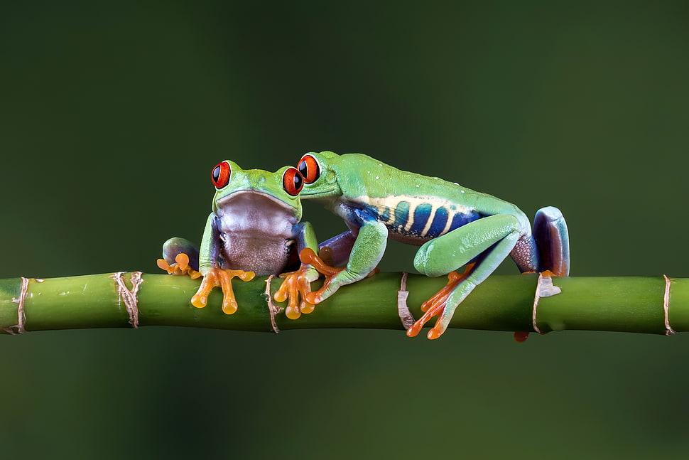 two green Poison dart frogs on green bamboo stick HD wallpaper