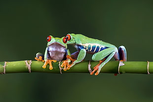 two green Poison dart frogs on green bamboo stick