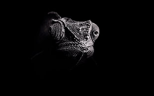 grayscale photography of lizard, dark, chameleons, eyes, photography