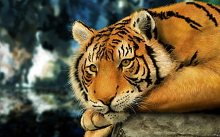 Bengal tiger laying on gray rock