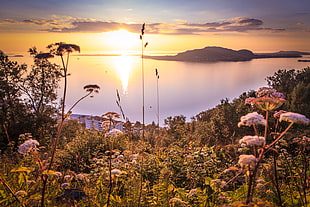 photographoy of body of water and flowers during golden hour