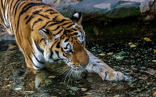 tiger photo HD wallpaper