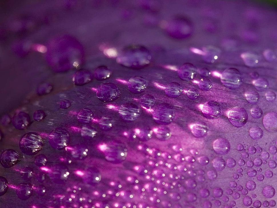 macro shot of water droplets HD wallpaper