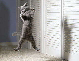 adult gray cat jumping