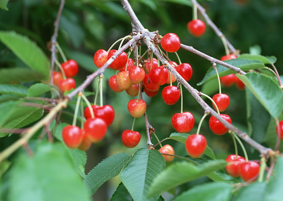 cherry fruit HD wallpaper