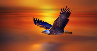 bald eagle wallpaper, eagle HD wallpaper