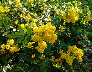 yellow petaled flowers in closeup photo HD wallpaper