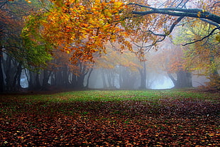 yellow leafed tree, nature, landscape, mist, fall