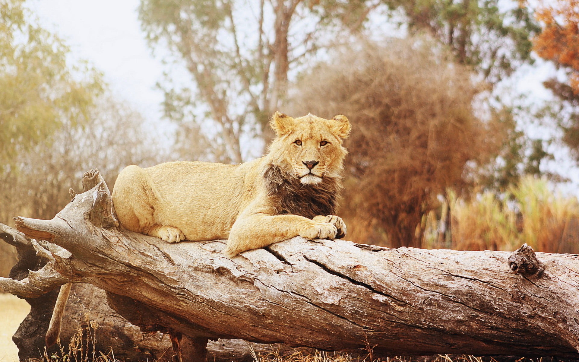 lion animal, lion, animals, wood, log