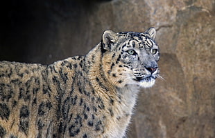 brown and black leopard