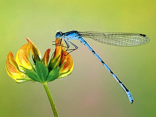 blue Damselfly perched on yellow petaled flower