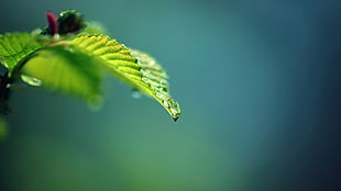 shallow focus photography of leaf HD wallpaper