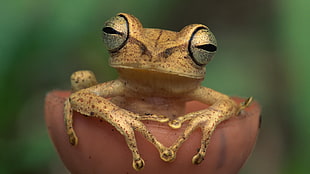 Frog,  Eyes,  Color