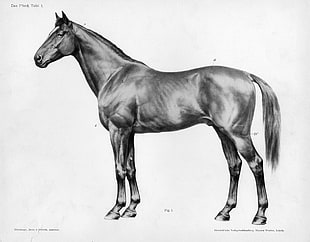 black horse illustration, horse, monochrome, animals, white background