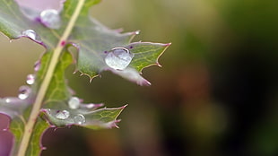 selective focus photography of dew on ovate leaf